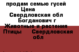 продам семью гусей › Цена ­ 5 000 - Свердловская обл., Богданович г. Животные и растения » Птицы   . Свердловская обл.